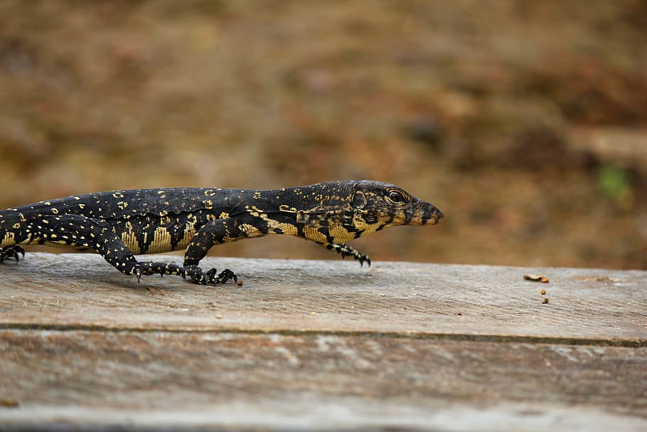 baby, lizard, water, animal wildlife, animal themes, one animal HD wallpaper