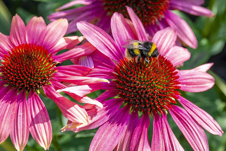 flower, bee, insect, bloom, pollen, nature, plant, nectar, pollination, HD wallpaper