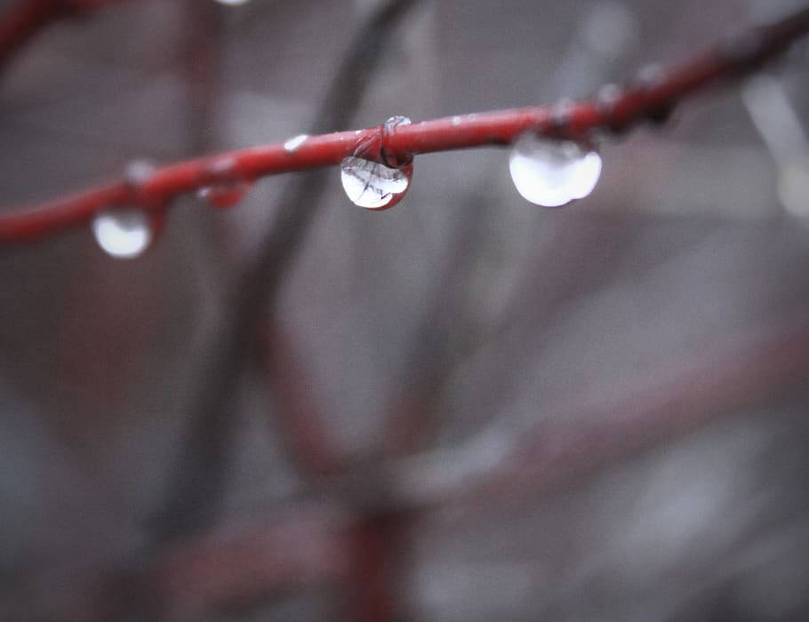 trees, water, drops, nature, close-up, focus on foreground HD wallpaper