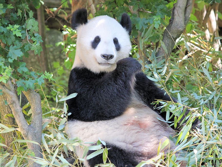 panda on tree, panda - animal, animal themes, animal wildlife HD wallpaper