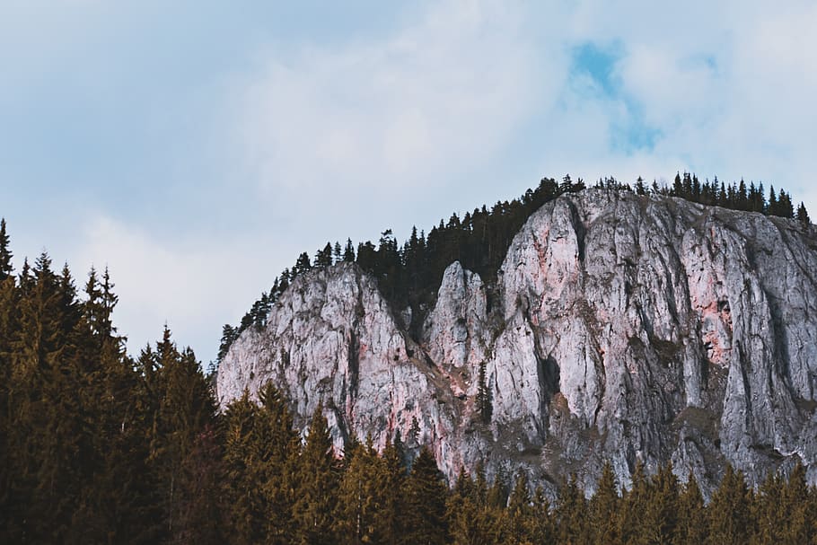 Green Trees Beside Gray Mountain, adventure, conifer, daylight HD wallpaper