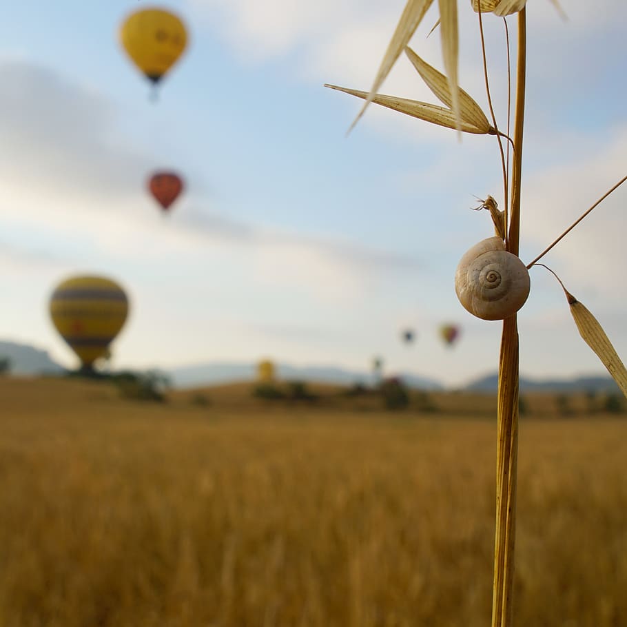 spain, igualada, field, landscape, sky, nature, focus on foreground HD wallpaper
