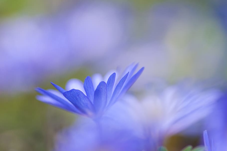 blue-petaled flowers, plant, blossom, daisies, daisy, czech republic, HD wallpaper