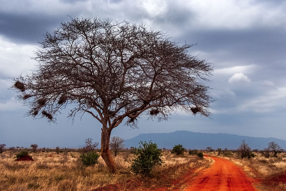 kenya, tsavo, tsavo east national park, road, savanna, safari, HD wallpaper