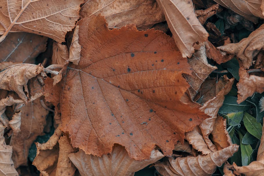 leaf, leaves, branch, dry, autumn, plant part, change, close-up HD wallpaper