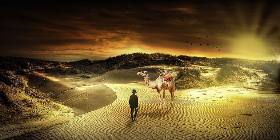 manipulation, desert, landscape, camel, birds, domestic animals HD wallpaper