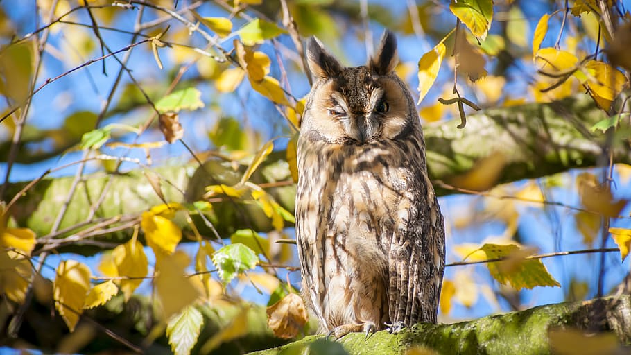 brown owl on tree, animal, one animal, animal themes, mammal HD wallpaper
