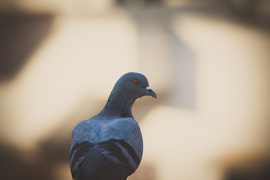 gray pigeon, bird, animal, india, gandhinagar, dove, beak, closeup HD wallpaper
