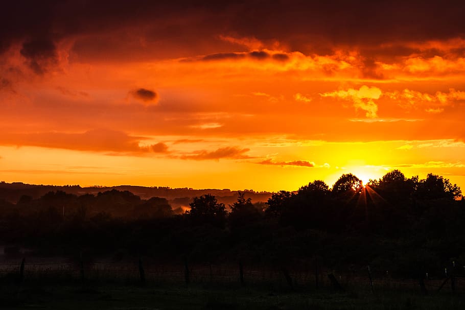 trees under orange sunset, yellow, red, nature, sky, scenics - nature HD wallpaper