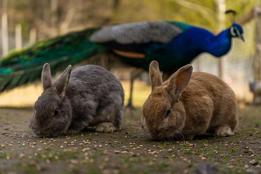 animal, hare, rabbit, easter, cute, animal world, mammal, ears HD wallpaper