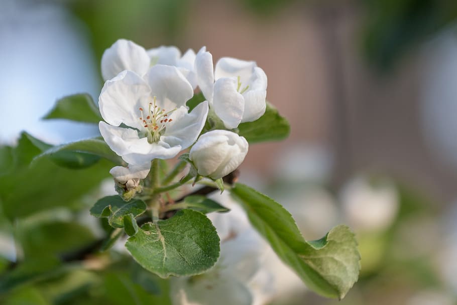flower, spring, apple tree, white, bloom, flowers, bud, plant HD wallpaper