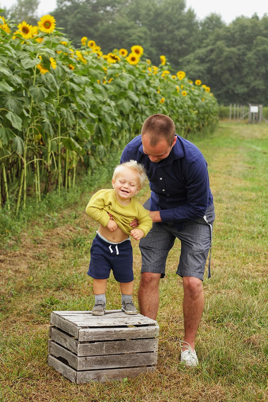 Man Holding Smiling Child Standing on Brown Wooden Crate Near Sunflowers, HD wallpaper