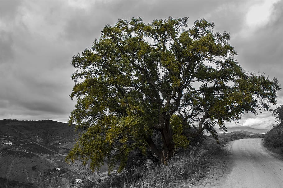 spain, olías, tree, plant, cloud - sky, beauty in nature, tranquility HD wallpaper