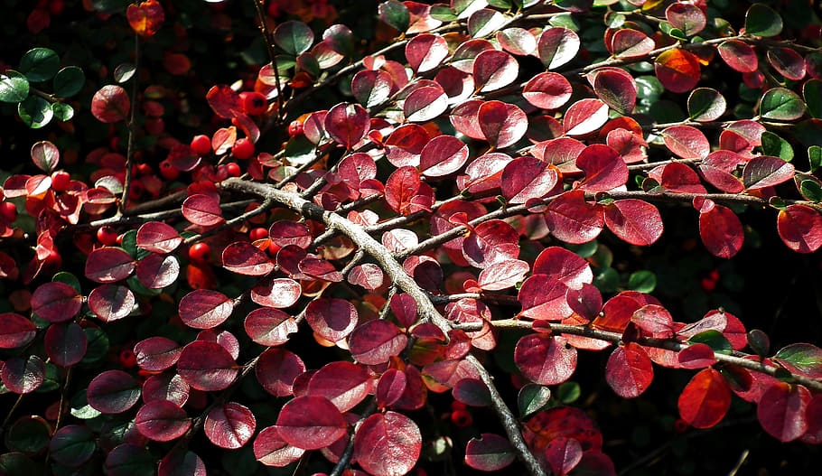 cotoneaster, bush, foliage, red, autumn, colors, garden, beads HD wallpaper