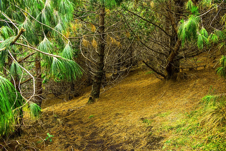 moss, stone, landscape, nature, forest, plant, tree, tranquility HD wallpaper