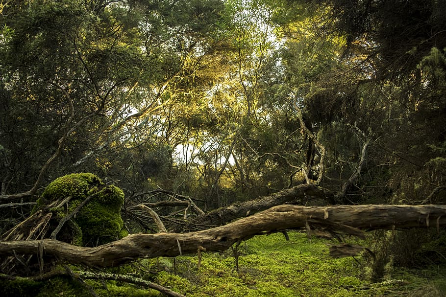 trees in forest, plant, vegetation, nature, outdoors, woodland HD wallpaper