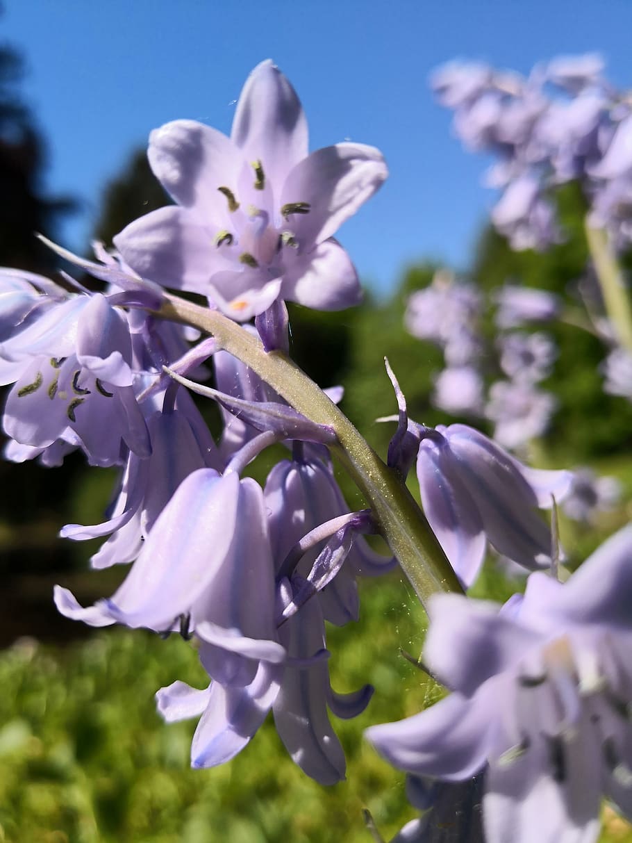 flower, lilac, spring, nature, bloom, flowering plant, fragility HD wallpaper