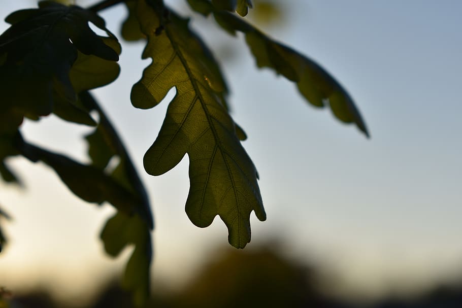 green, leaf, oak, summer, texture, tree, environment, plant part HD wallpaper