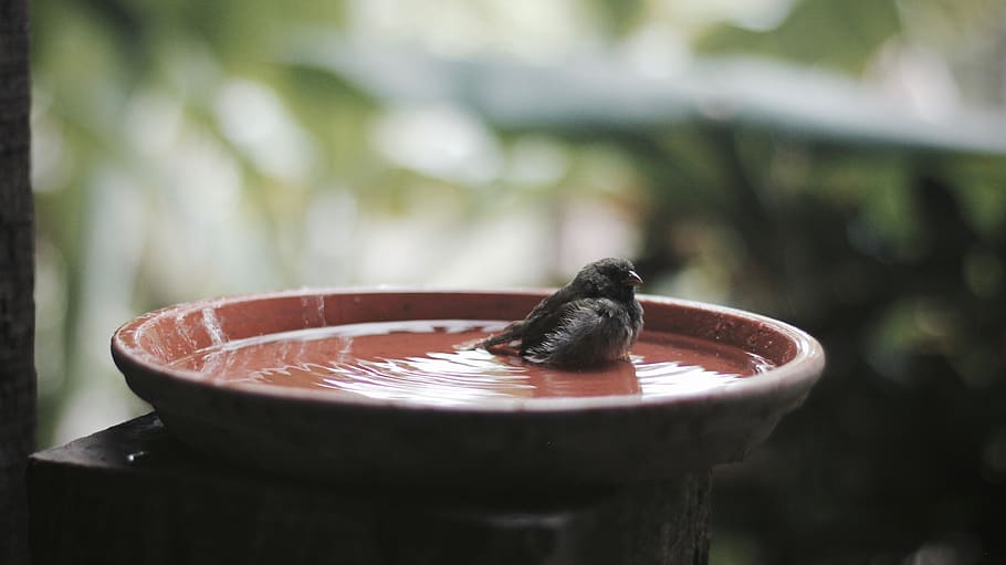 bird, birdbath, water, bowl, rain, shower, tub, beak, feathers HD wallpaper