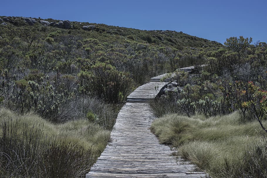 mountain, bush, walkway, path, footpath, empty, plant, direction HD wallpaper