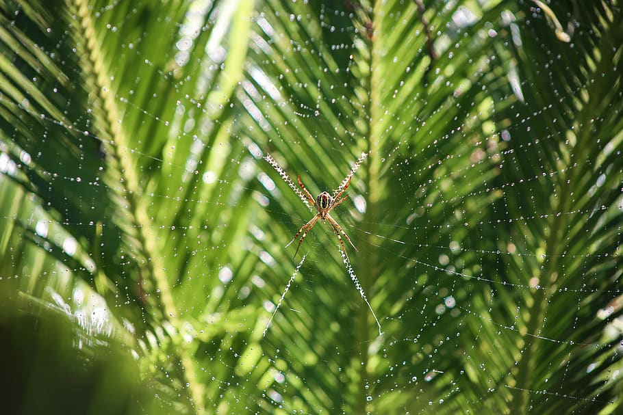 selective focus photography of brown spider, tree, green, leaves HD wallpaper