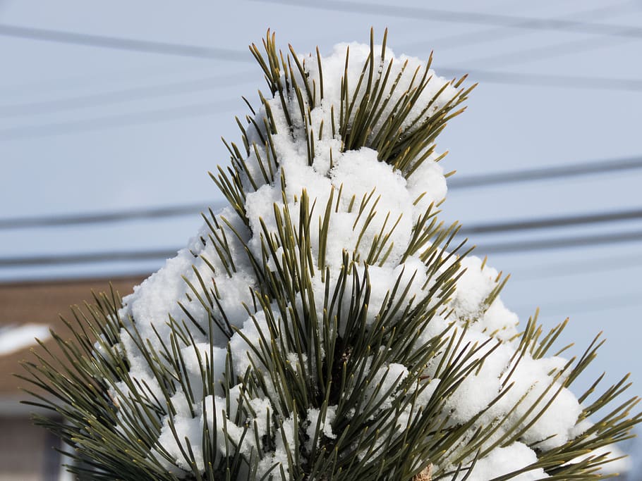 pine leaves, snow, winter, plant, close-up, no people, nature HD wallpaper