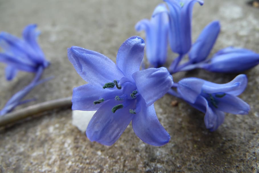 blue-violet, grey, flower, spring, nature, flowers, flowering plant HD wallpaper