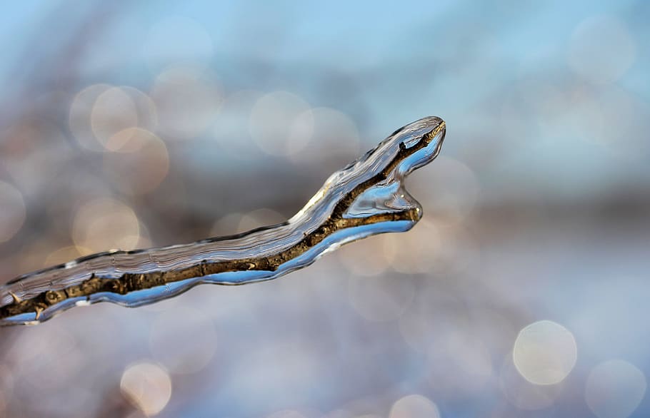 frosty branches, bough, ice, winter, glamour, nature, winter mood HD wallpaper