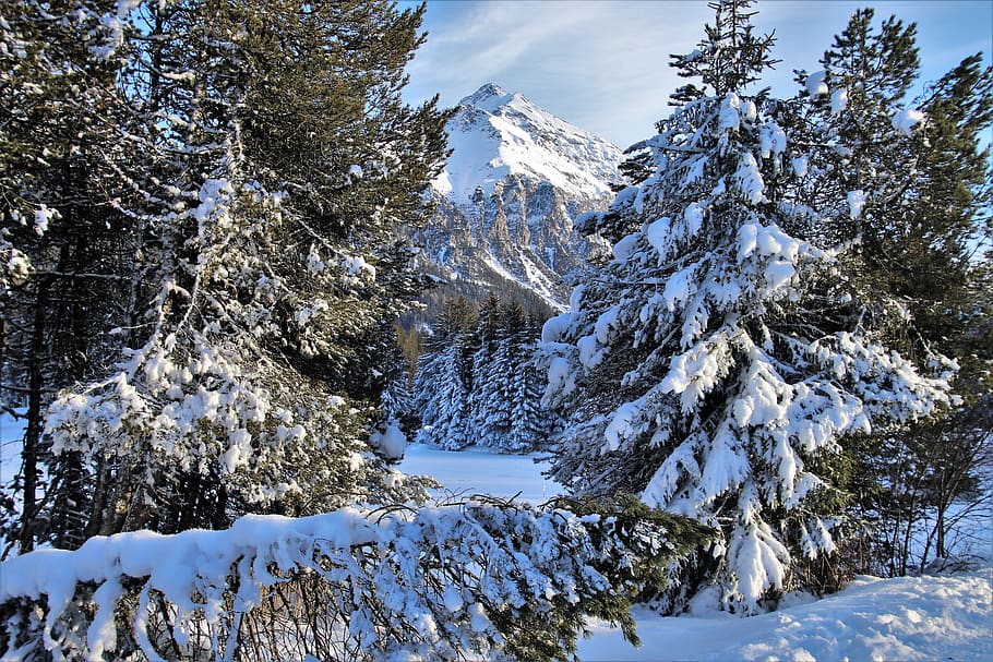 peak, alpine, forest, view, snow, white, snowy, winter, cold HD wallpaper