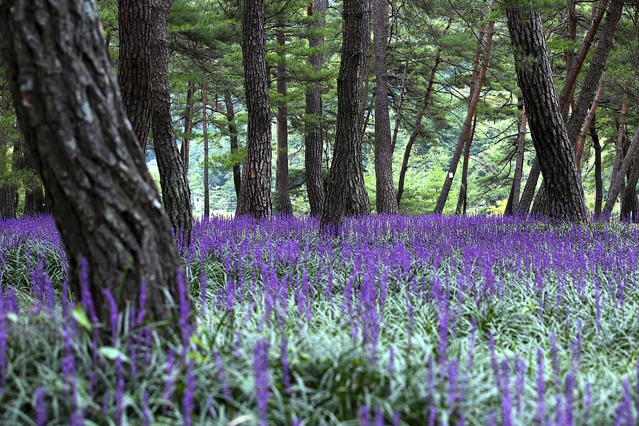 landscape, liriope, pine, nature, plant, purple, beauty in nature, HD wallpaper