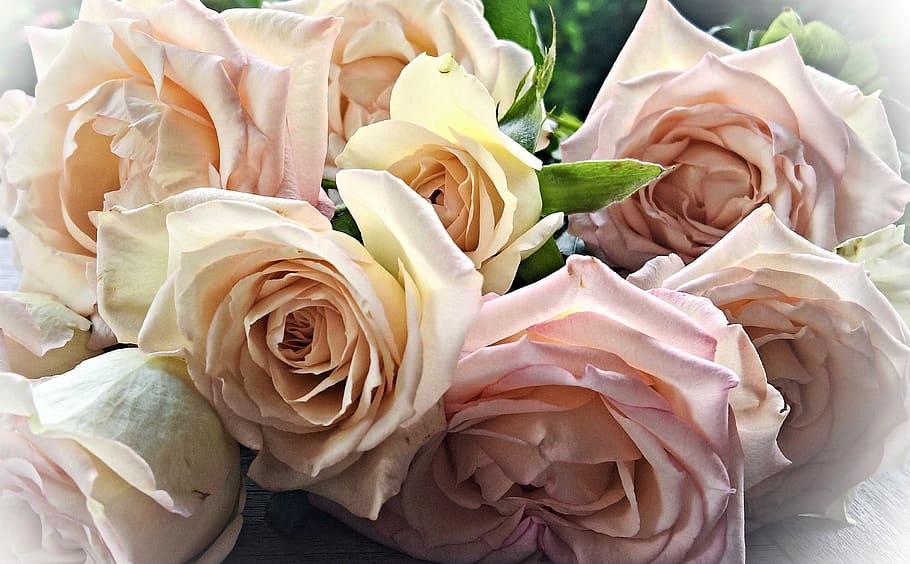 flowers, roses, bouquet of roses, biscuit roses, light pink, HD wallpaper