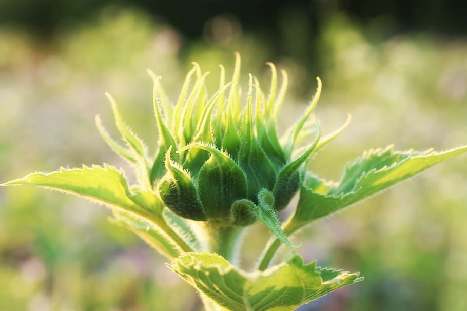 sunflower, closed, blossom, bloom, growth, light, summer, bud HD wallpaper