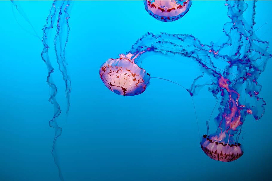 Jellyfish Illustration, aquarium, beautiful, blue, bright, color, HD wallpaper