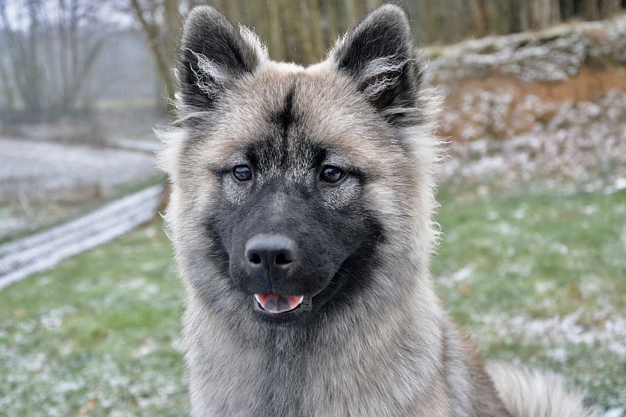 dog, bitch nova, young bitch, eurasier, colour pale fawn with black overlay HD wallpaper
