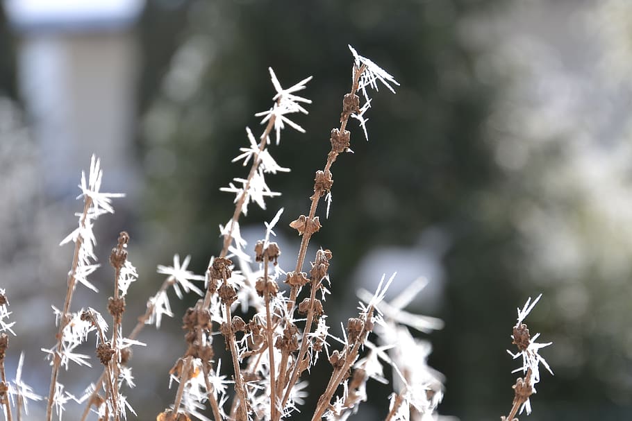 frost, icy, winter, cold, nature, frozen, wintry, winter magic HD wallpaper
