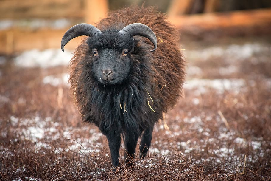 sheep, dwarf sheep, wool, small, animal themes, mammal, one animal HD wallpaper