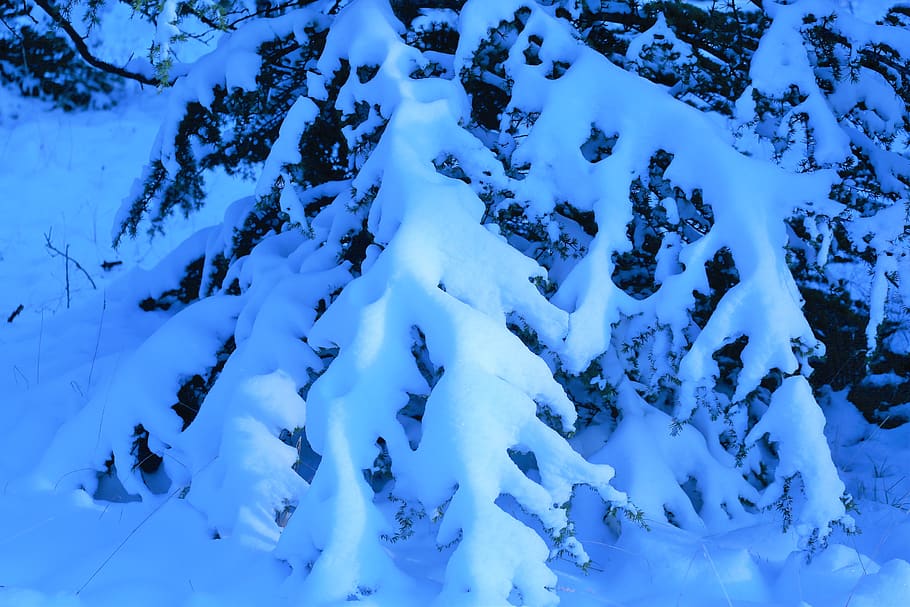 snow, winter, cold, nature, pine, tree, forest, white, mountains HD wallpaper