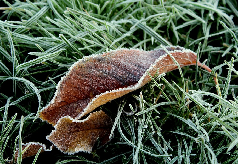 leaf, frost, ground frost, winter, frozen, nature, plant, close-up, HD wallpaper