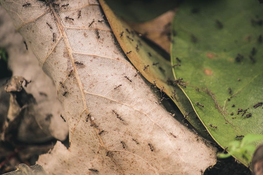 Ants on Brown and Green Leaves, close-up, insects, leaf, plant part HD wallpaper