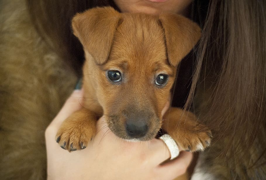 beautiful, small dog, ginger dog, brown dog, cute, cute puppy, HD wallpaper