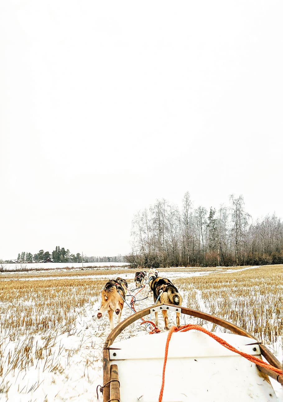 Short-coated Black-and-brown Dogs Under White Sky, cold, daylight HD wallpaper