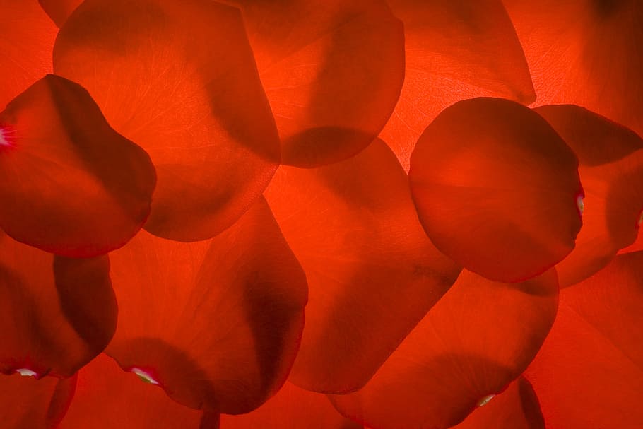 flower, fresh, gift, petals, photo, red, romance, romantic HD wallpaper