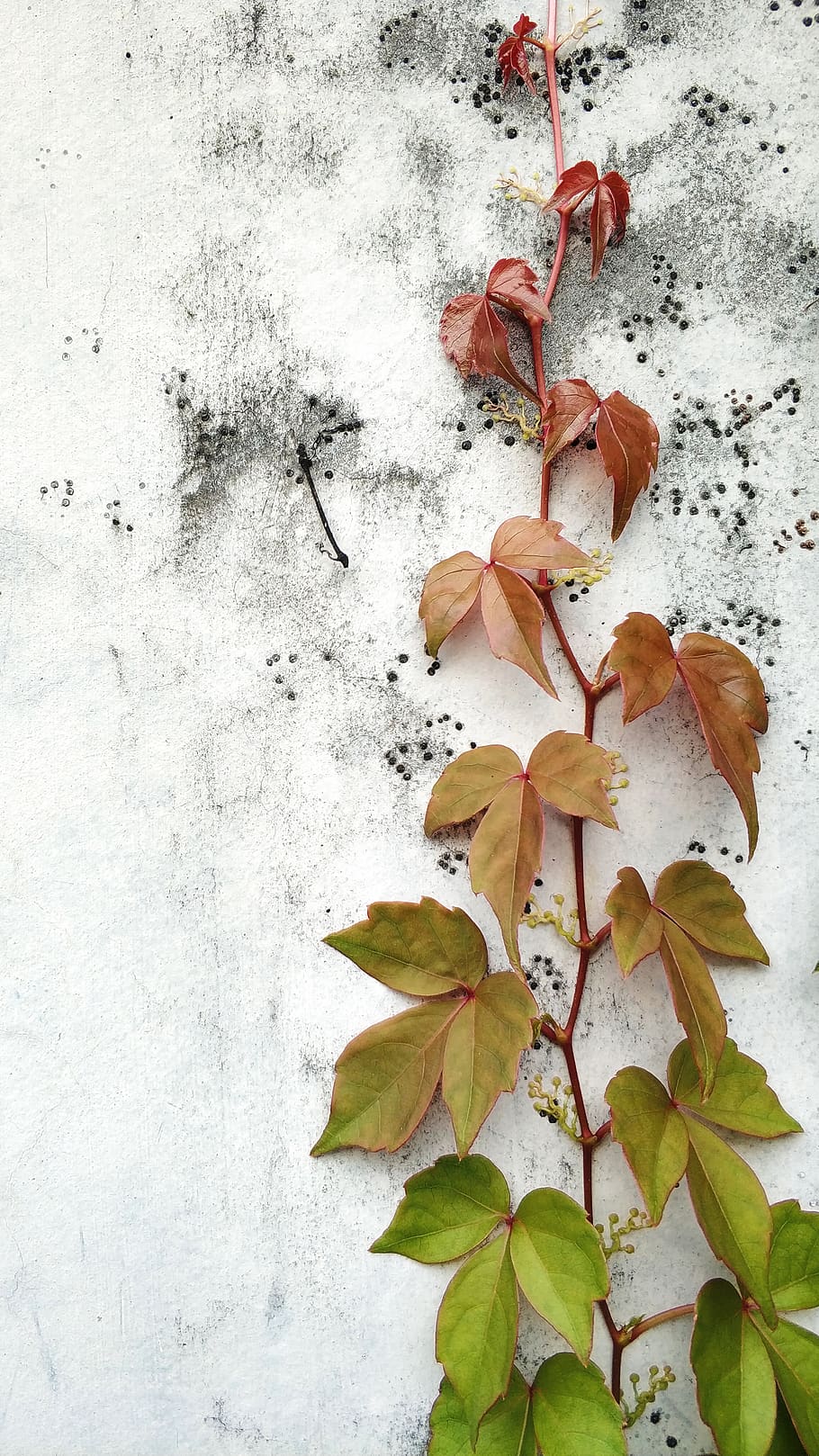 中国, 深圳, plant part, leaf, vulnerability, fragility HD wallpaper