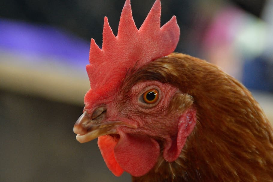 gallo, ave, animals, chicken, peak, farm, hen, pen, nature HD wallpaper