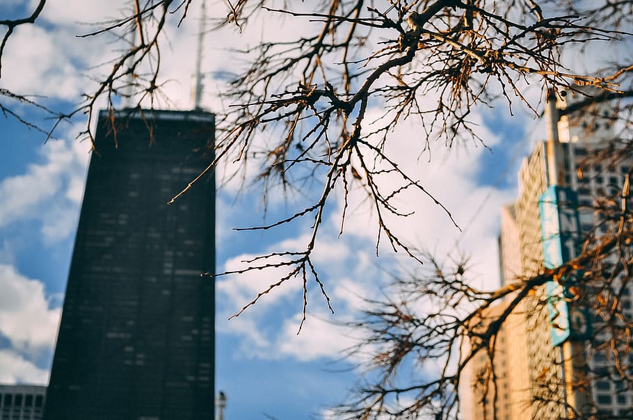 lake, tree, chicago, skyscraper, nature, building exterior HD wallpaper