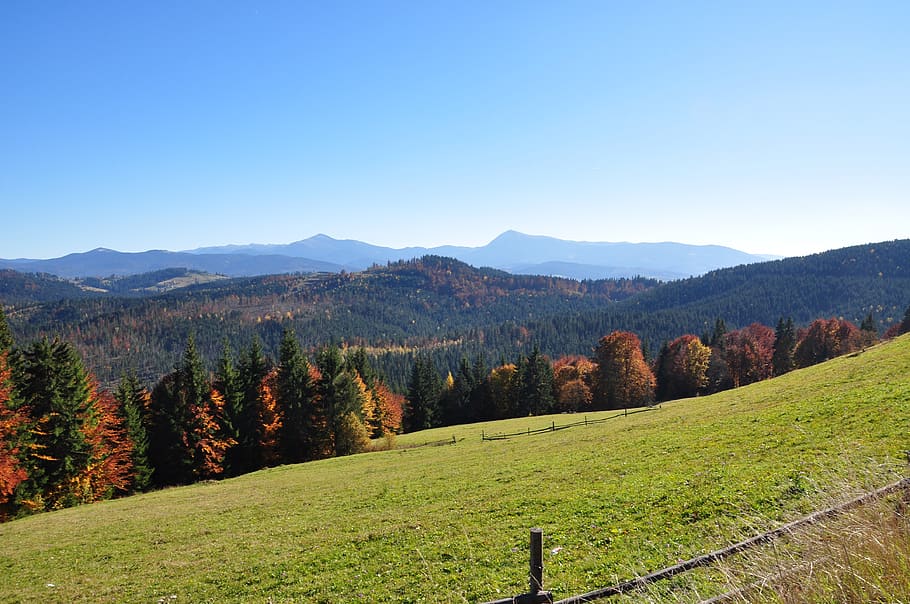 mountains, forest, autumn, field, the carpathians, landscape HD wallpaper