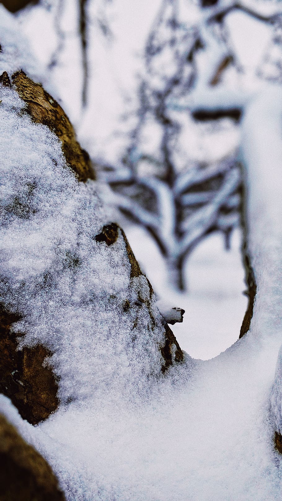 winter, cold temperature, snow, tree, nature, no people, covering HD wallpaper