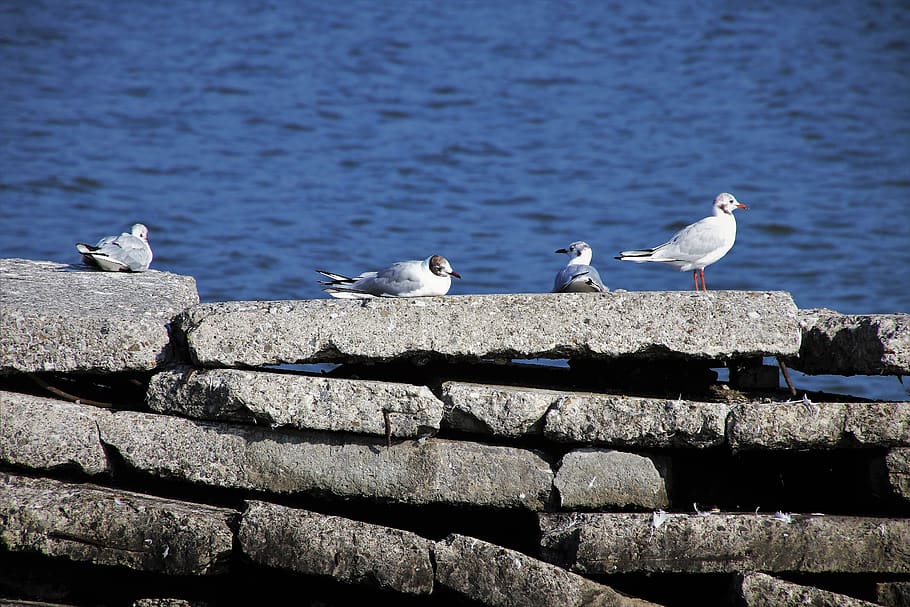 the seagulls, water, masonry, the stones, lake, model, pattern, HD wallpaper