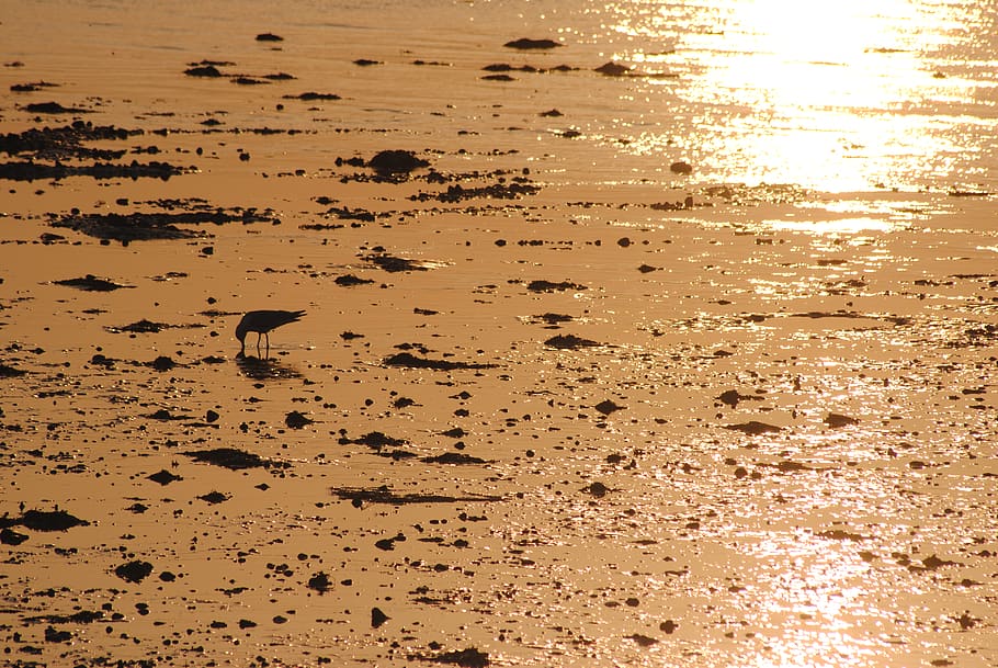 bird, orange, sunset, reflection, beach, water, wet, sand, land HD wallpaper