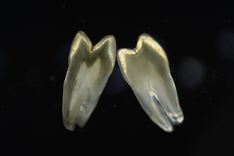 polarized shooting, teeth, section, close-up, black background HD wallpaper